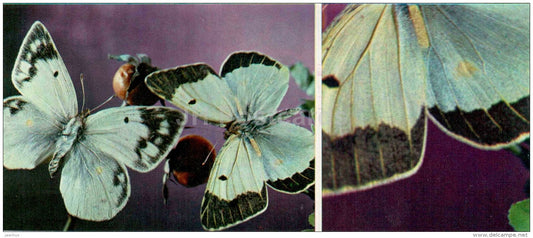 Colias chlorocoma - butterfly - 1976 - Russia USSR - unused - JH Postcards