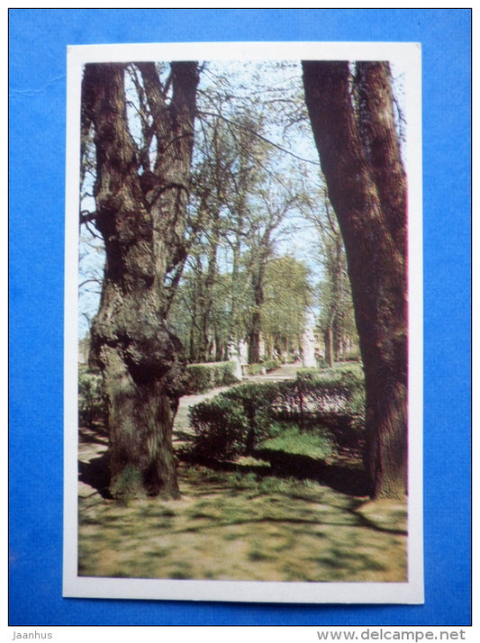 Old Trees - The Summer Gardens - Leningrad - St. Petersburg - 1971 - Russia USSR - unused - JH Postcards