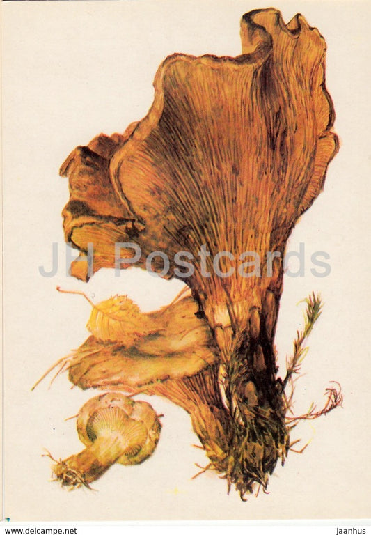 Brown roll-rim Mushroom - Paxillus involutus - illustration by A. Shipilenko - Mushrooms - 1976 - Russia USSR - unused - JH Postcards