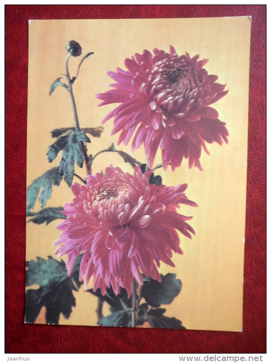 Greeting Card - chrysantemum - flowers - 1984 - Russia USSR - used - JH Postcards