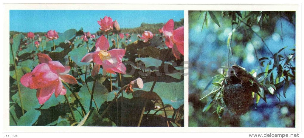 lotos flower - Remiz bird - Astrakhan - 1976 - Russia USSR - unused - JH Postcards