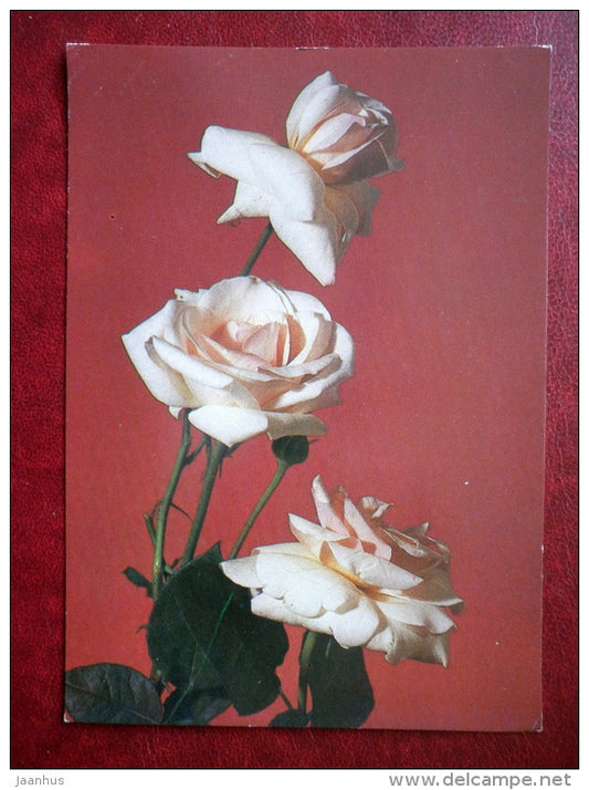 Greeting Card - white roses - flowers - 1984 - Russia USSR - used - JH Postcards