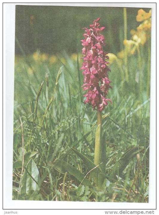 Early Purple Orchid - Orchis mascula - Spring Flowers - 1986 - Estonia USSR - unused - JH Postcards