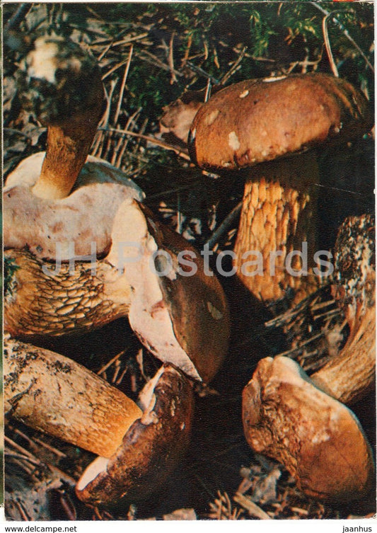 Bitter bolete Mushroom - Tylopilus felleus - Mushrooms - 1980 - Russia USSR - unused - JH Postcards