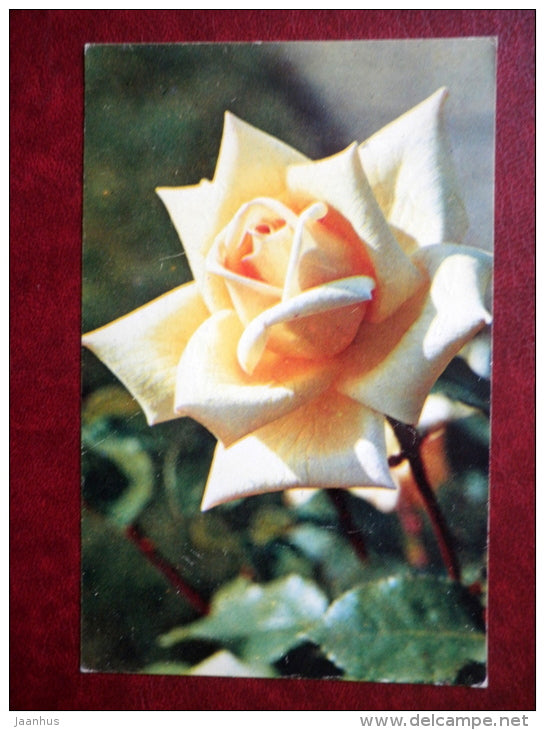 Greeting Card - rose Narcissus - flowers - 1974 - Russia USSR - used - JH Postcards