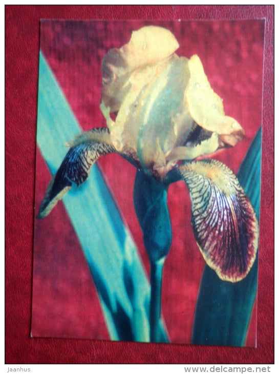 Greeting Card - yellow iris - flowers - 1971 - Russia USSR - unused - JH Postcards