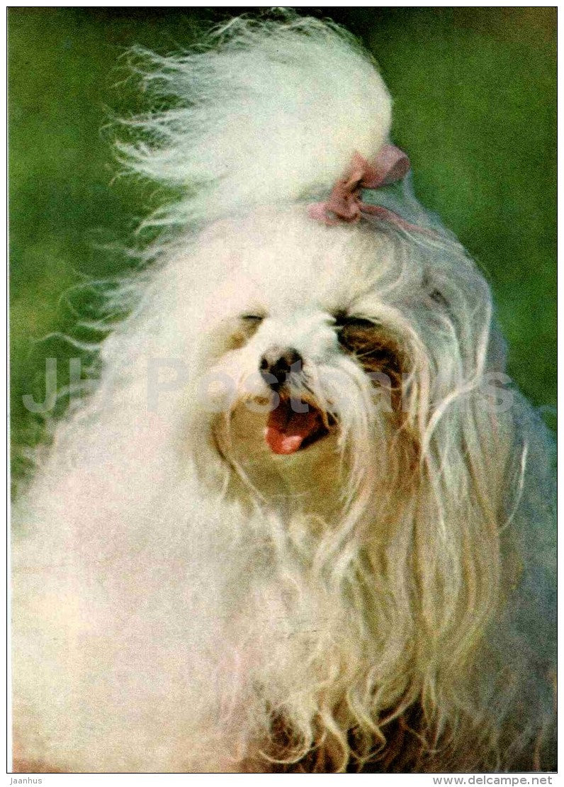 Maltese lapdog - dog - 1979 - Estonia USSR - unused - JH Postcards