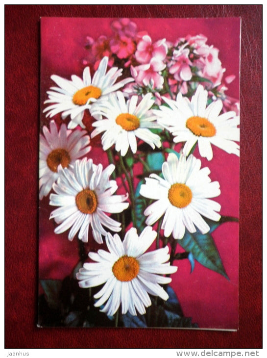 daisies - flowers - 1978 - Russia USSR - unused - JH Postcards