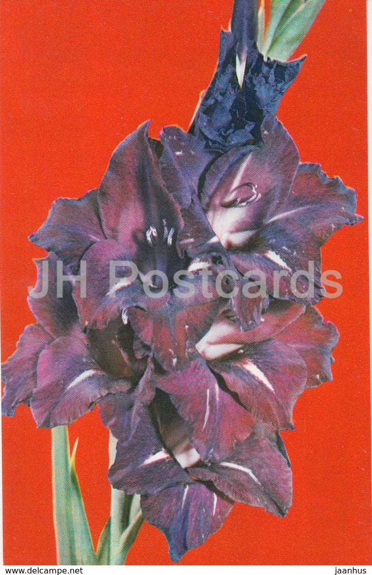 In Memory of Lumumba - Gladiolus - Flowers - 1974 - Russia USSR - unused - JH Postcards