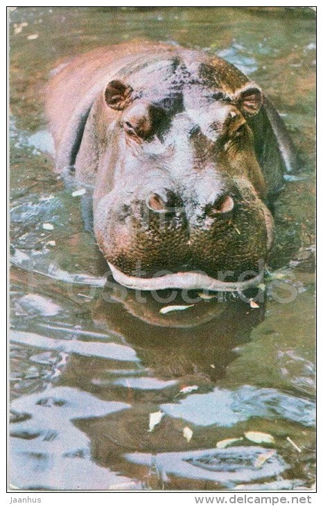 Hippopotamus - Hippopotamus amphibius - Zoo - 1973 - Russia USSR - unused - JH Postcards