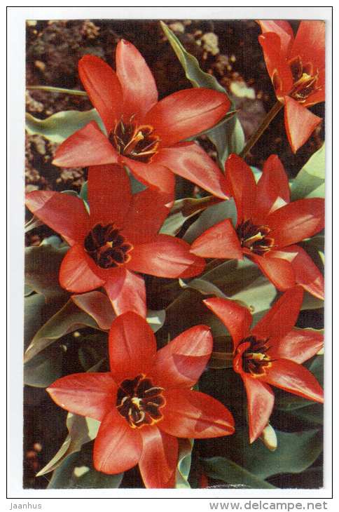 Silvia van Lenner - Tulips - flowers - 1975 - Russia USSR - unused - JH Postcards