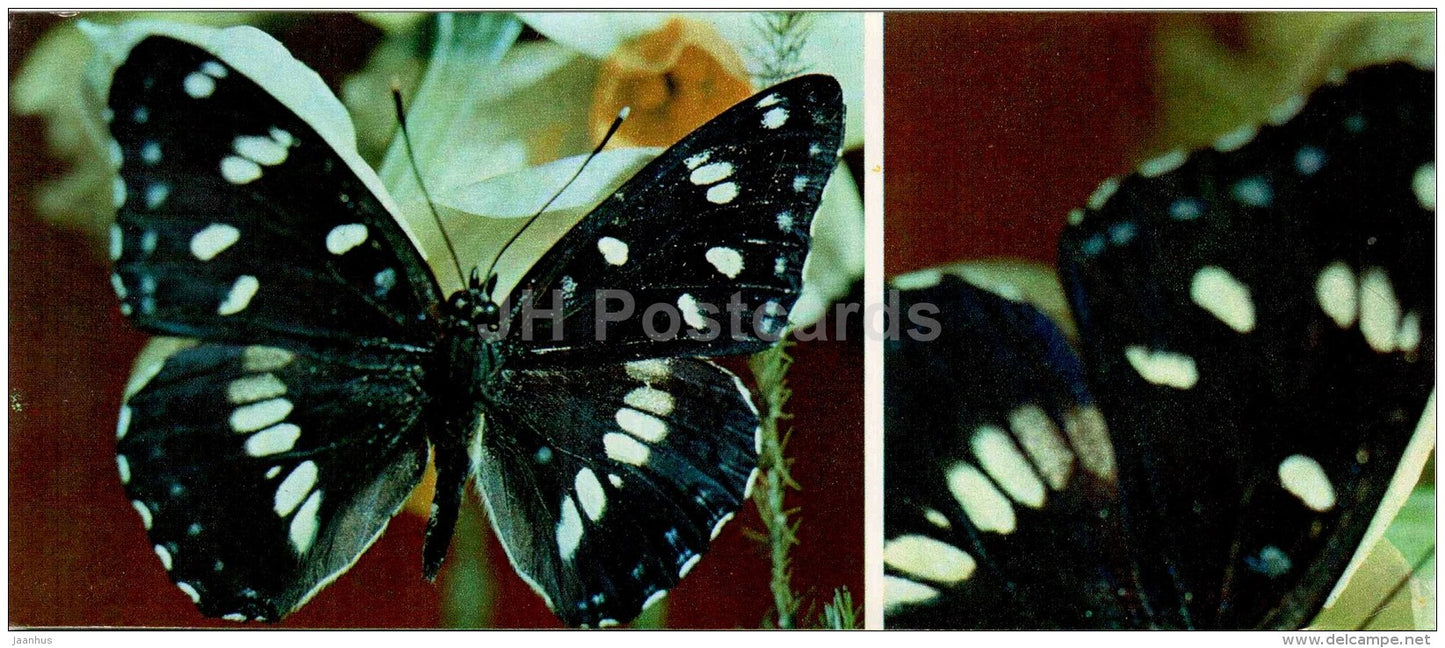 The Southern White Admiral - Limenitis reducta - butterfly - 1976 - Russia USSR - unused - JH Postcards