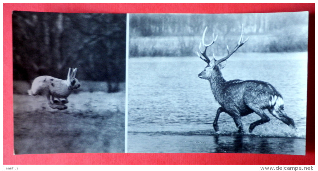 Mountain Hare , Lepus timidus - Sika deer , Cervus Nippon - animals - Oka Nature reserve - 1973 - USSR Russia - unused - JH Postcards