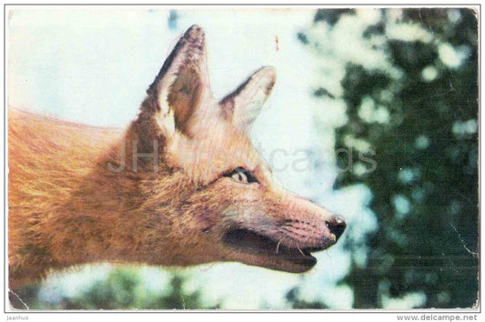 Red Fox - Vulpes vulpes - Zoo - 1973 - Russia USSR - unused - JH Postcards