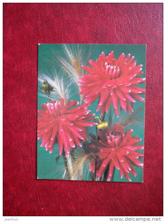 Mini Greeting Card - red dahlia - flowers - 1984 - Russia USSR - used - JH Postcards