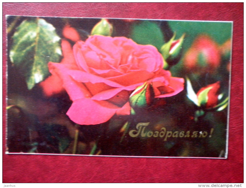 Greeting Card - red rose - flowers - 1971 - Russia USSR - unused - JH Postcards