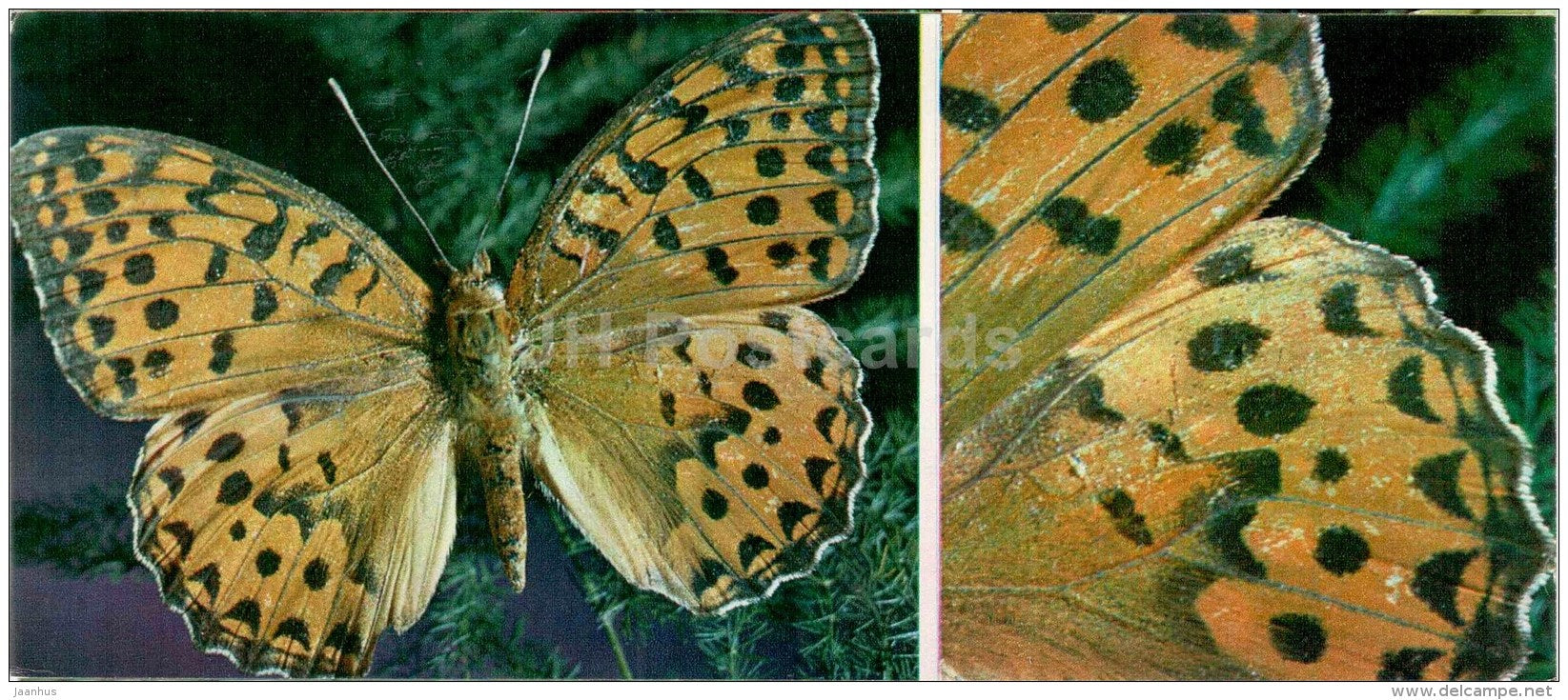 Argynnis alexandra Menetries - butterfly - 1976 - Russia USSR - unused - JH Postcards