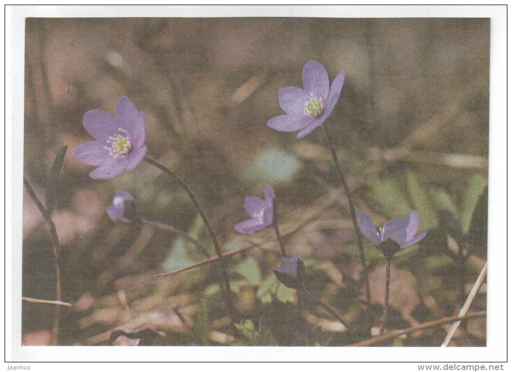 Hepatica nobilis - Spring Flowers - 1986 - Estonia USSR - unused - JH Postcards