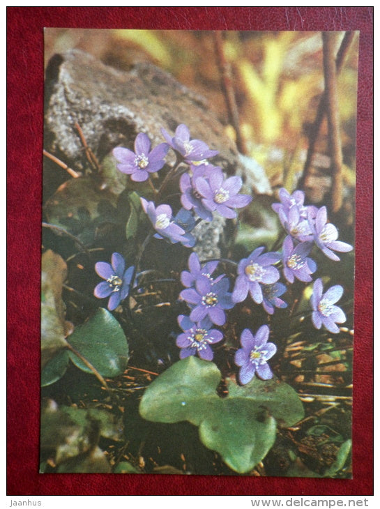 hepatica - flowers - 1983 - Estonia USSR - unused - JH Postcards