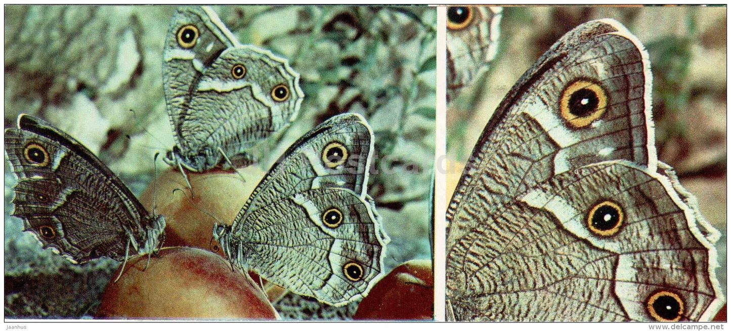 The White-edged Rock Brown - Hipparchia parisatis - butterfly - 1976 - Russia USSR - unused - JH Postcards