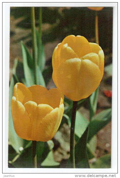 Santiago - Tulips - flowers - 1975 - Russia USSR - unused - JH Postcards