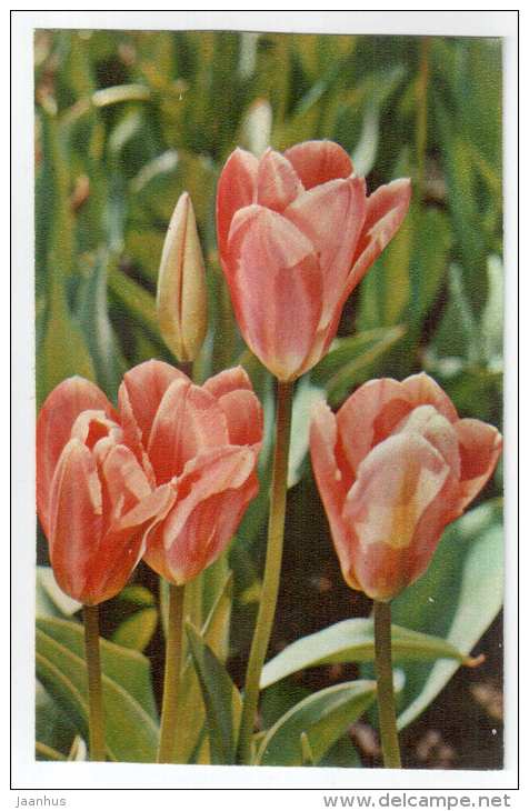 Rosie Wings - Tulips - flowers - 1975 - Russia USSR - unused - JH Postcards