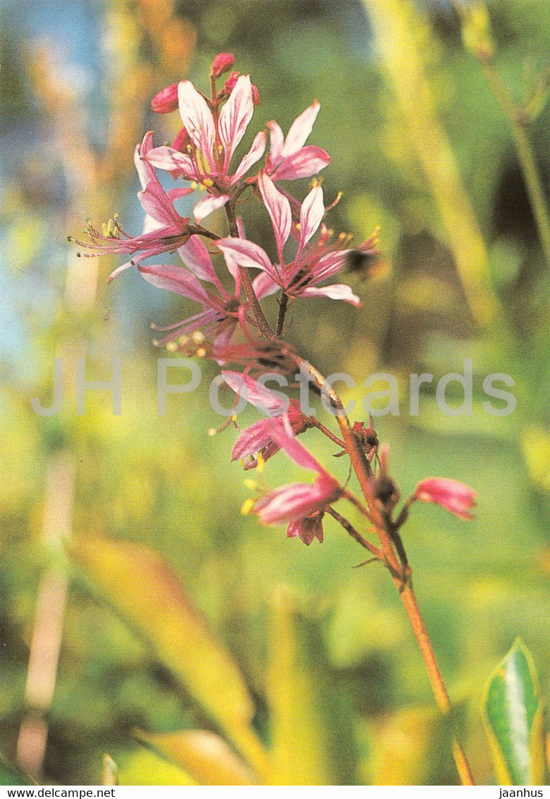 Dictamnus albus - Geschutzte Pflanzen - Protected plants - DDR Germany - unused - JH Postcards