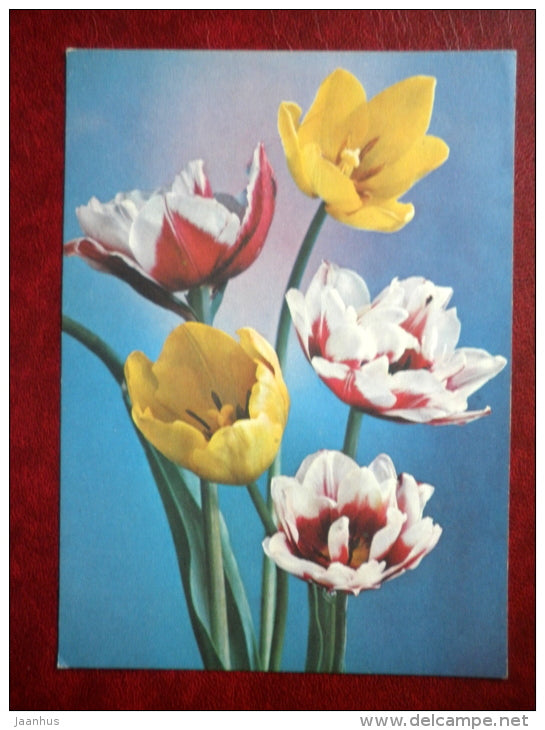 tulips - flowers - 1978 - Russia USSR - unused - JH Postcards