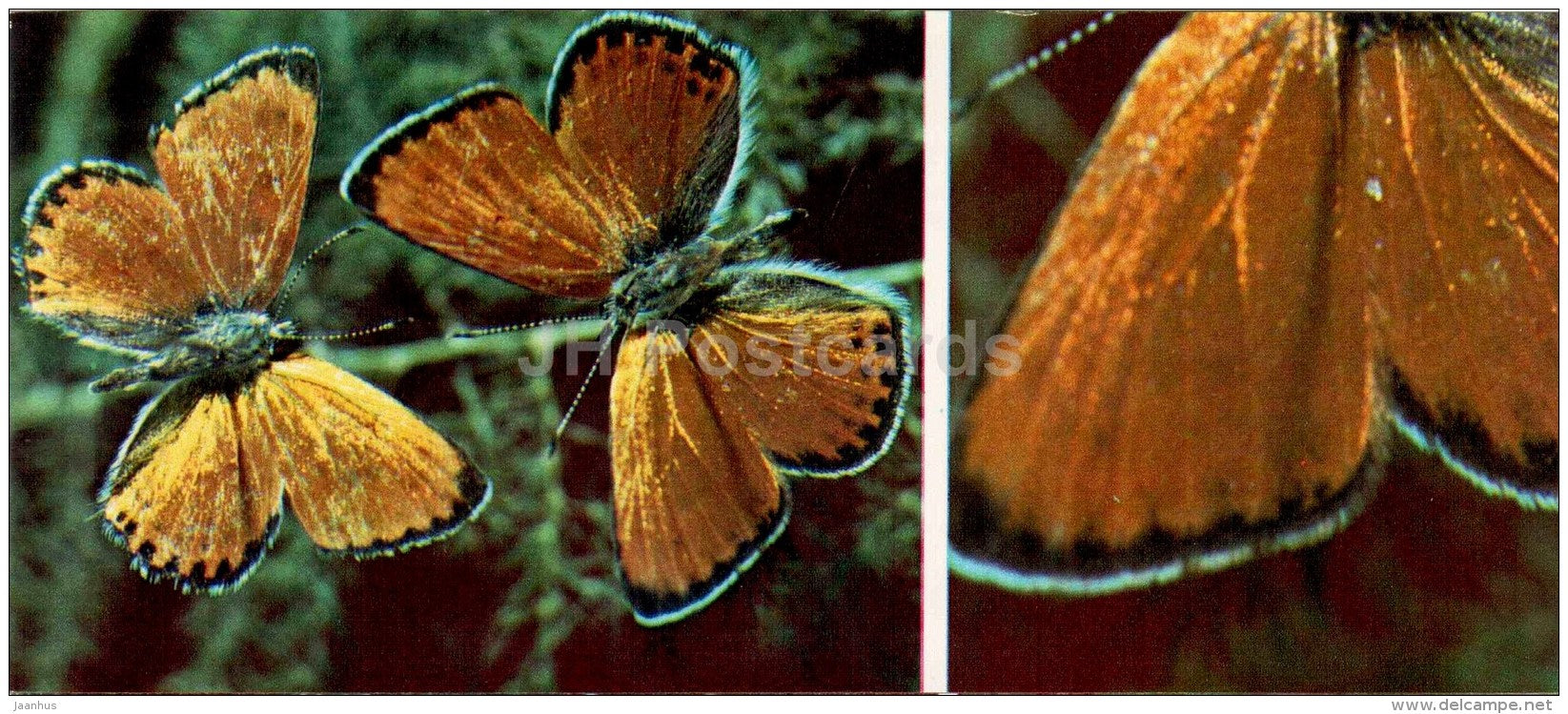 Heodes ochimus - butterfly - 1976 - Russia USSR - unused - JH Postcards