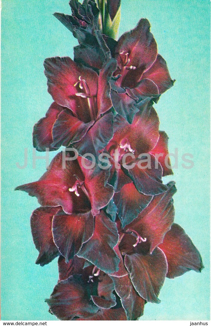 Indira Gandhi - Gladiolus - Flowers - 1974 - Russia USSR - unused - JH Postcards