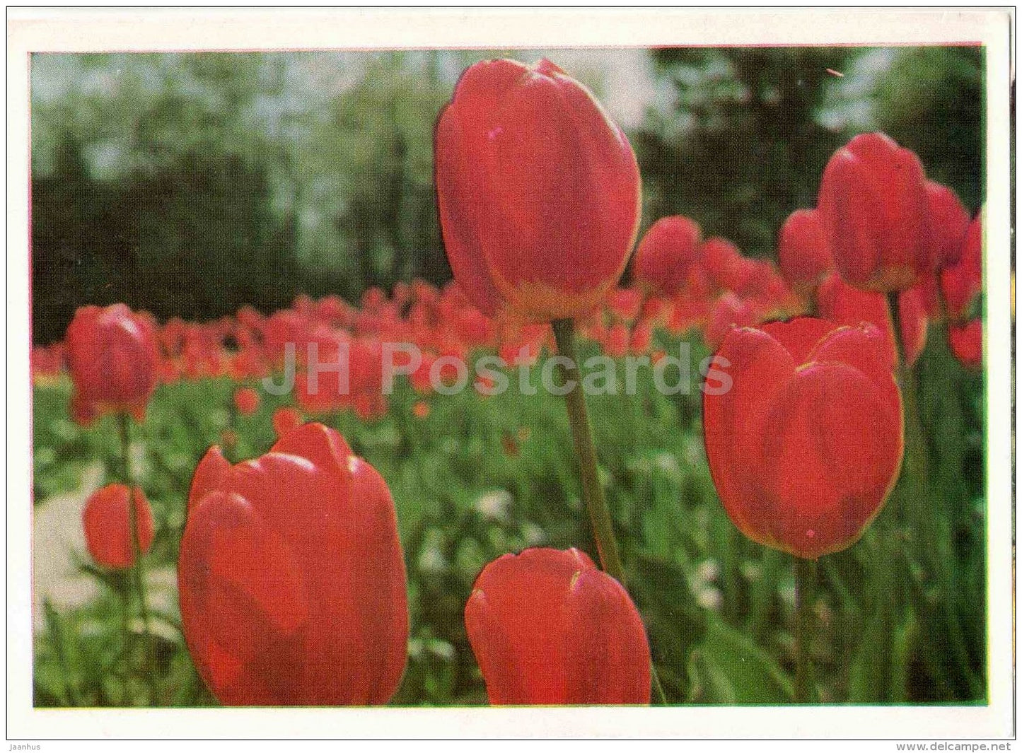 Early Tulips - flowers - AVIA - postal stationery - 1976 - Russia USSR - unused - JH Postcards