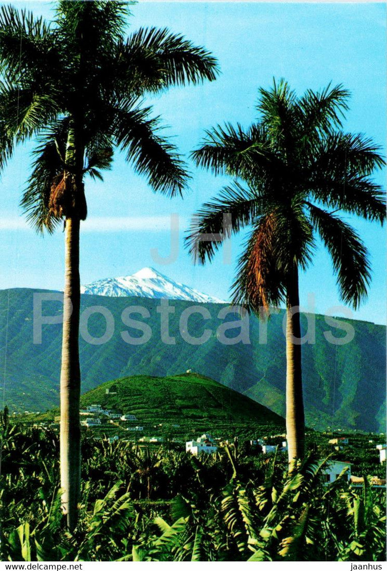 Puerto de la Cruz - Plantacion de Platanos y el Teide al fondo - Plantation of Bananas - Tenerife - 317 - Spain - unused - JH Postcards