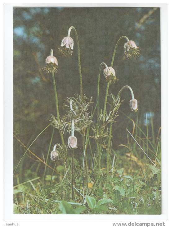 Small Pasque Flower - Pulsatilla pratensis - Spring Flowers - 1986 - Estonia USSR - unused - JH Postcards