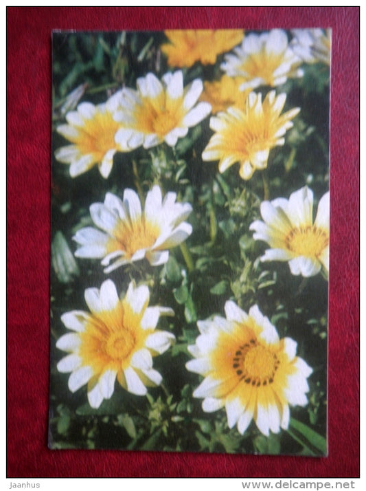 Greeting Card - Gazania - flowers - 1974 - Estonia USSR - used - JH Postcards