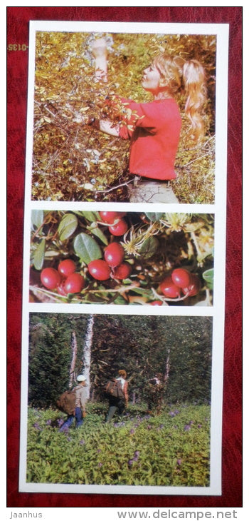 berries - on Lake Baikal - 1975 - Russia USSR - unused - JH Postcards