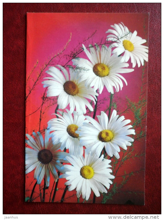 Greeting Card - daisies - flowers - 1984 - Russia USSR - used - JH Postcards