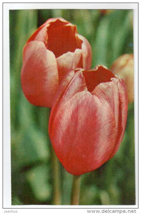 Renown - Tulips - flowers - 1975 - Russia USSR - unused - JH Postcards