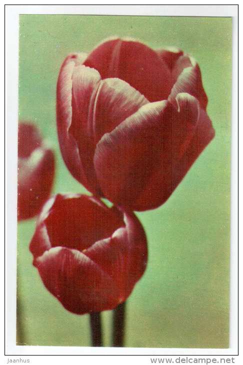 Ravelle - Tulips - flowers - 1975 - Russia USSR - unused - JH Postcards