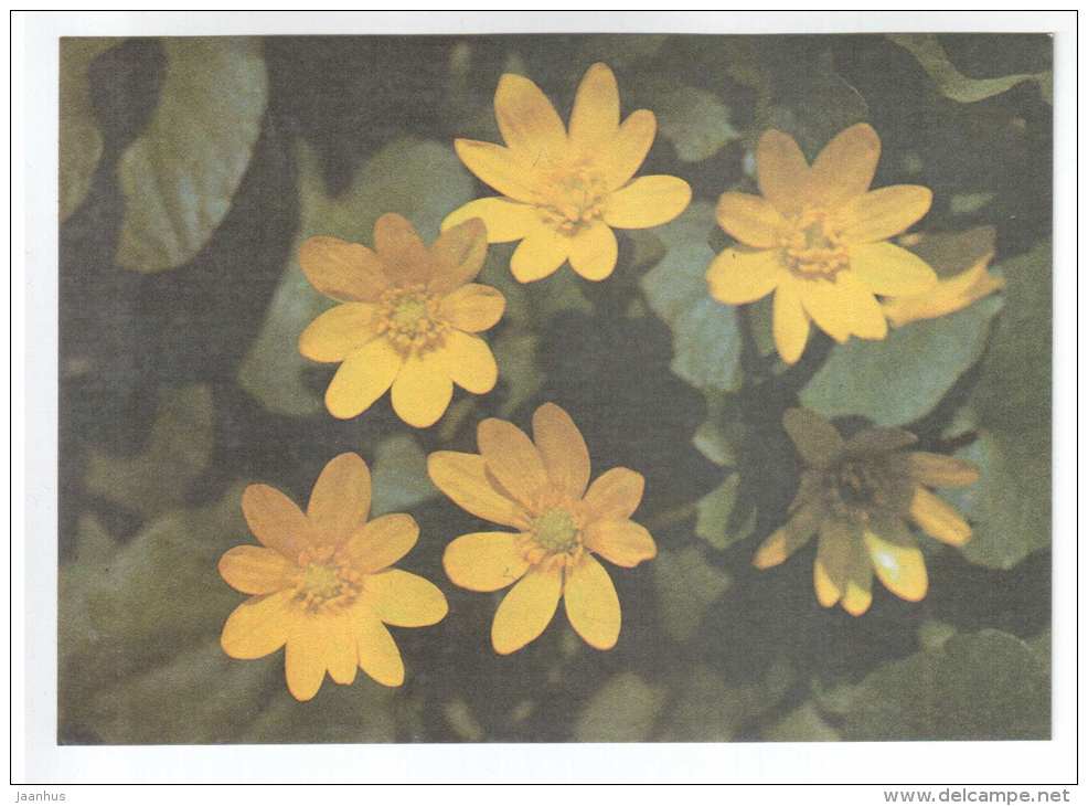 Lesser Celandine - Ranunculus ficaria - Spring Flowers - 1986 - Estonia USSR - unused - JH Postcards