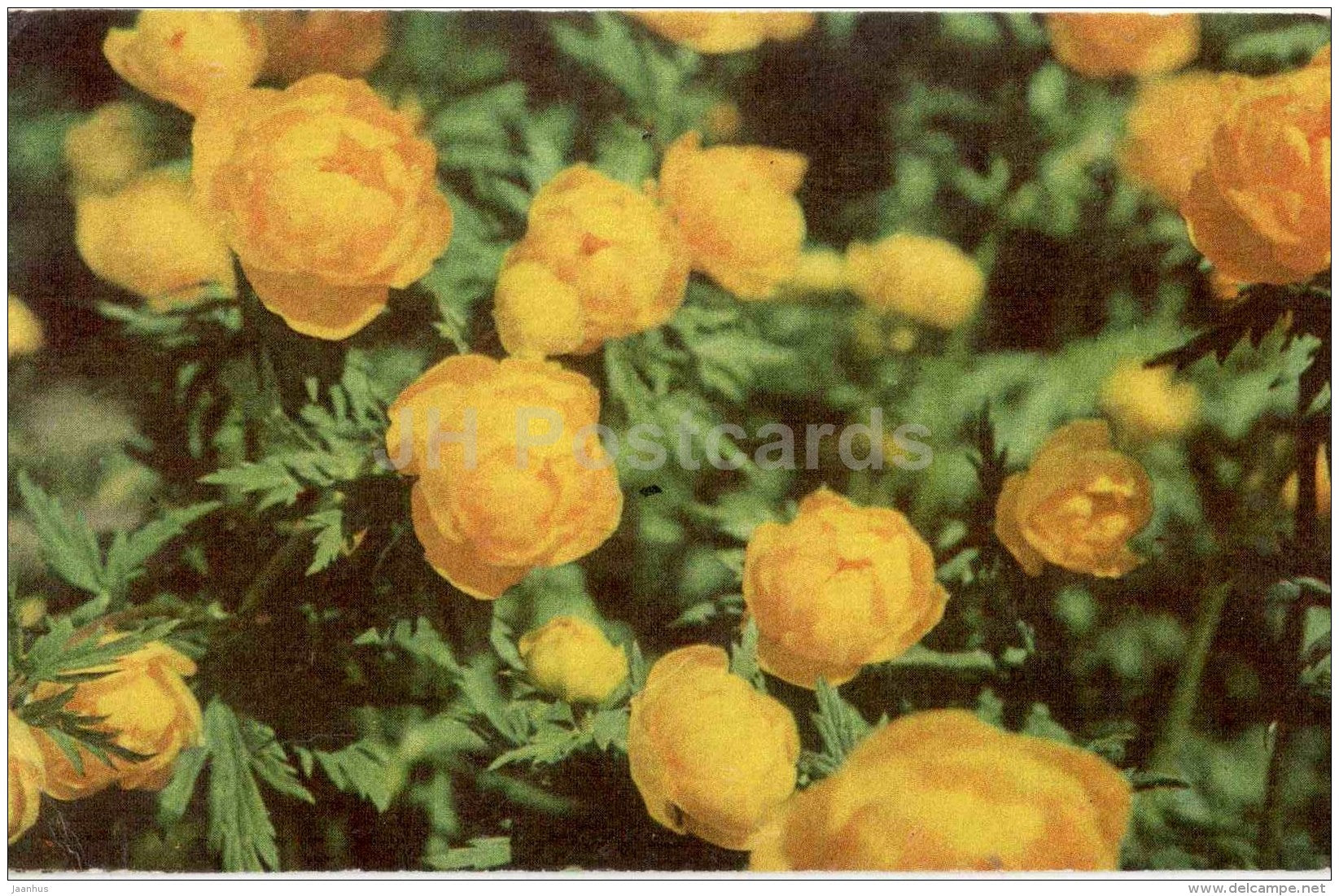 Globeflowers - flowers - 1974 - Estonia USSR - unused - JH Postcards