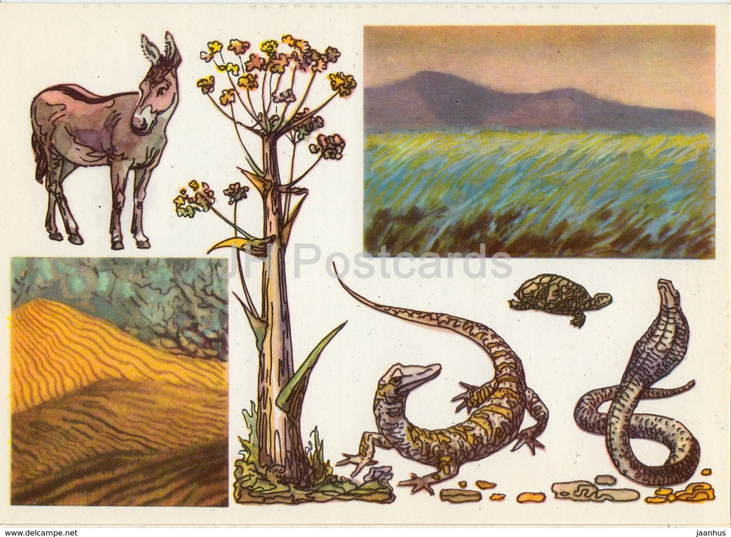 Onager - cobra - lizard - tortoise - Badhyz State Nature Reserve - 1975 - Russia USSR - unused - JH Postcards