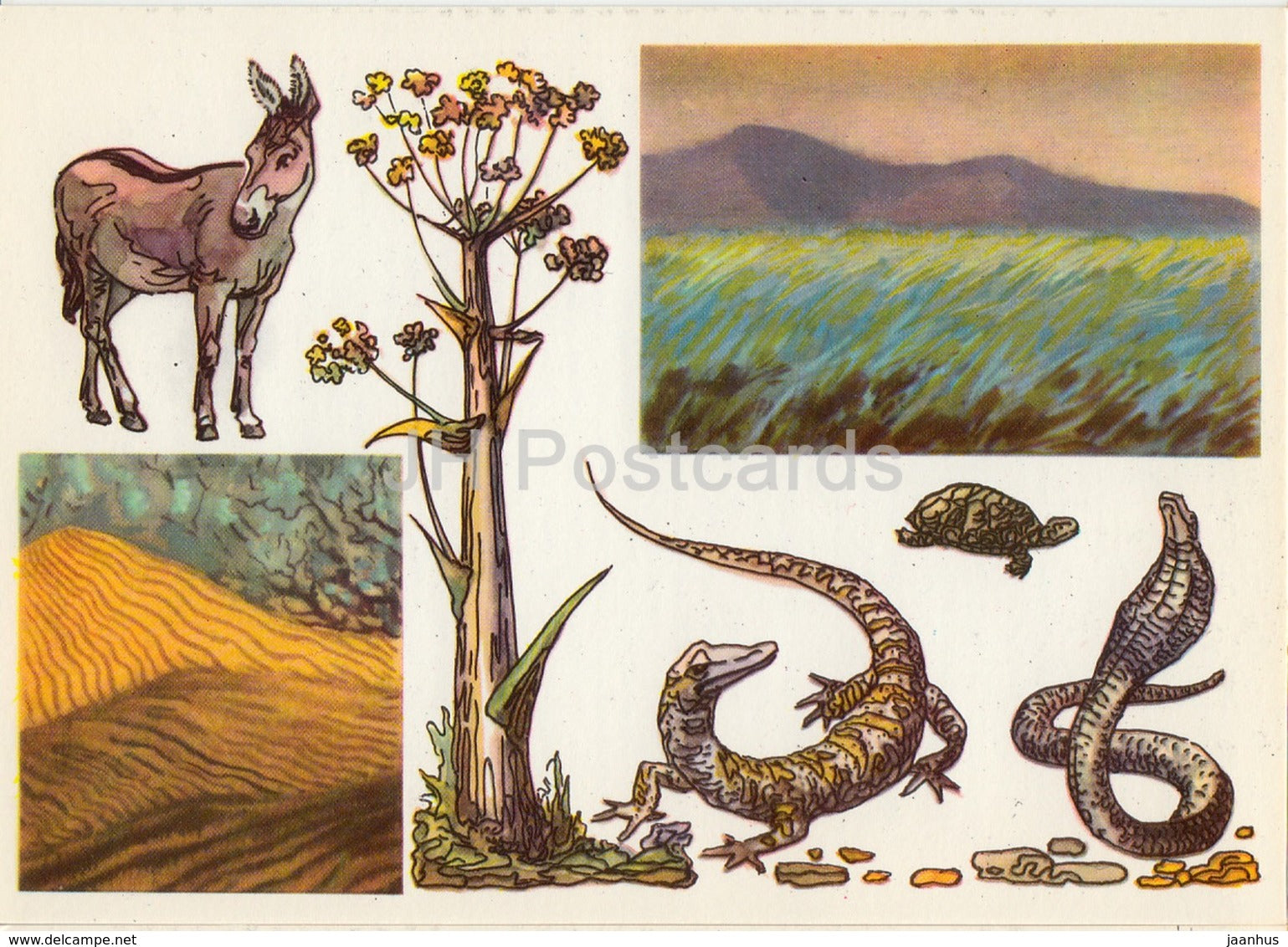 Onager - cobra - lizard - tortoise - Badhyz State Nature Reserve - 1975 - Russia USSR - unused - JH Postcards