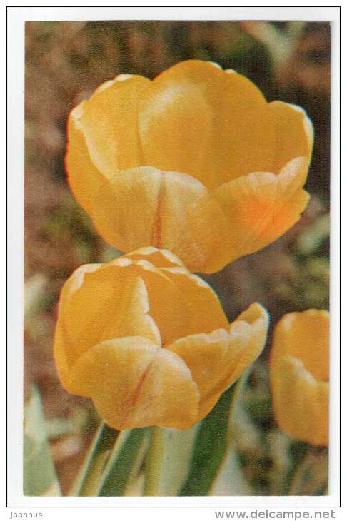 President Kennedy - Tulips - flowers - 1975 - Russia USSR - unused - JH Postcards