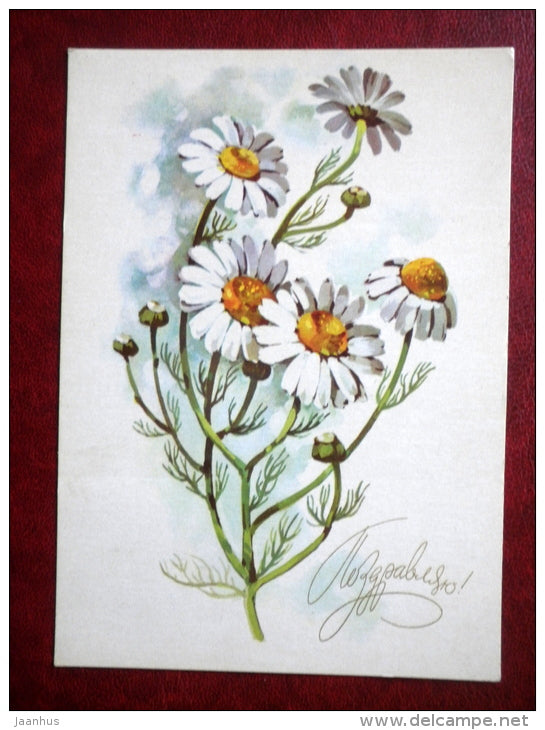 Greeting Card - by A. Kurtenko - daisies - flowers - 1974 - Russia USSR - unused - JH Postcards