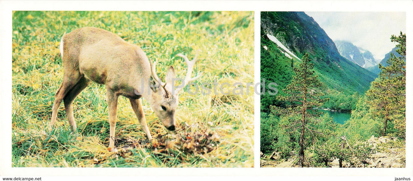 Teberda Nature Reserve - Roe deer - animals - 1982 - Russia USSR - unused - JH Postcards