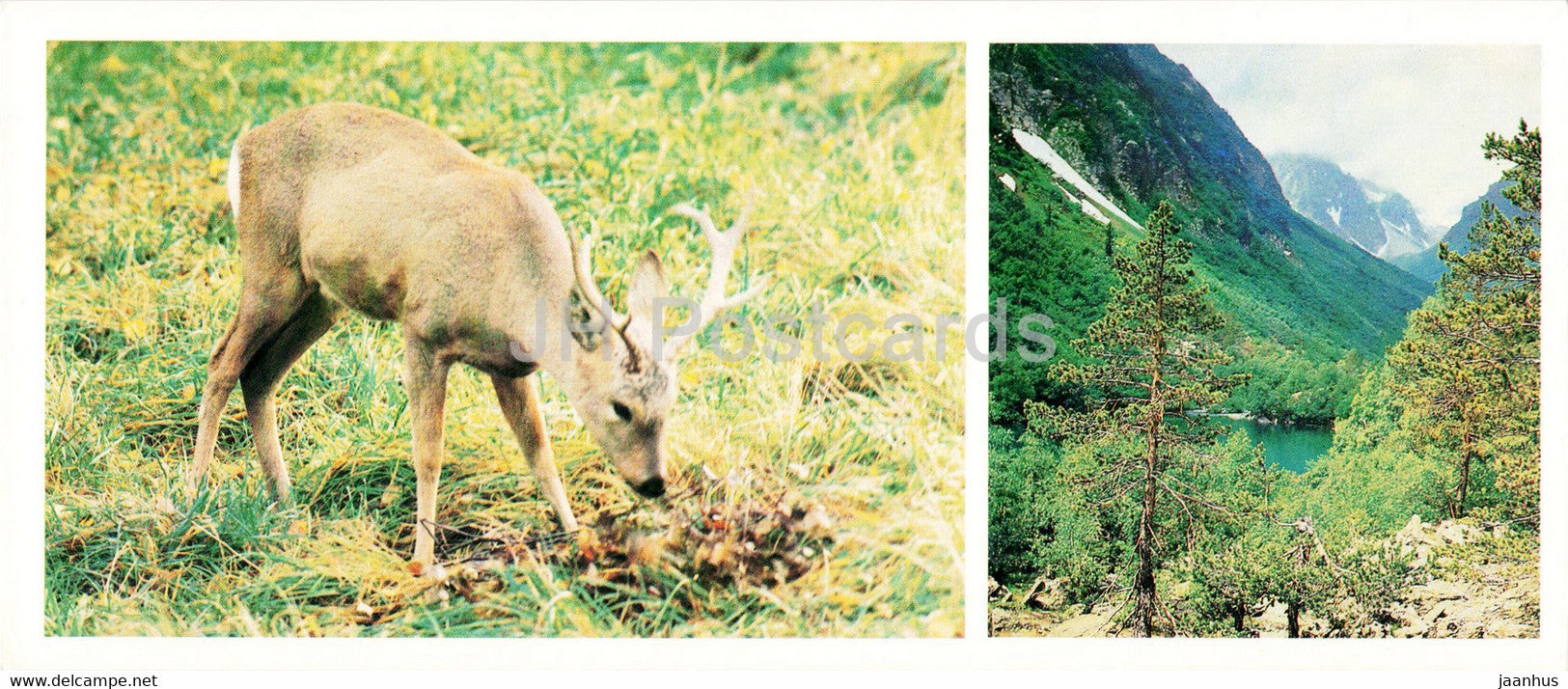 Teberda Nature Reserve - Roe deer - animals - 1982 - Russia USSR - unused - JH Postcards