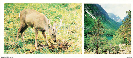 Teberda Nature Reserve - Roe deer - animals - 1982 - Russia USSR - unused - JH Postcards