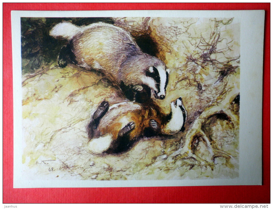 illustration by A. Komarov - Badger - Meles meles - 1975 - Russia USSR - unused - JH Postcards