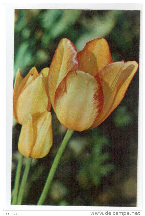 Odetta - Tulips - flowers - 1975 - Russia USSR - unused - JH Postcards