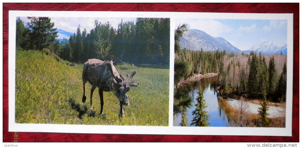 Bolshoy river - reindeer - Barguzinsky Nature Reserve - near lake Baikal - 1975 - Russia USSR - unused - JH Postcards